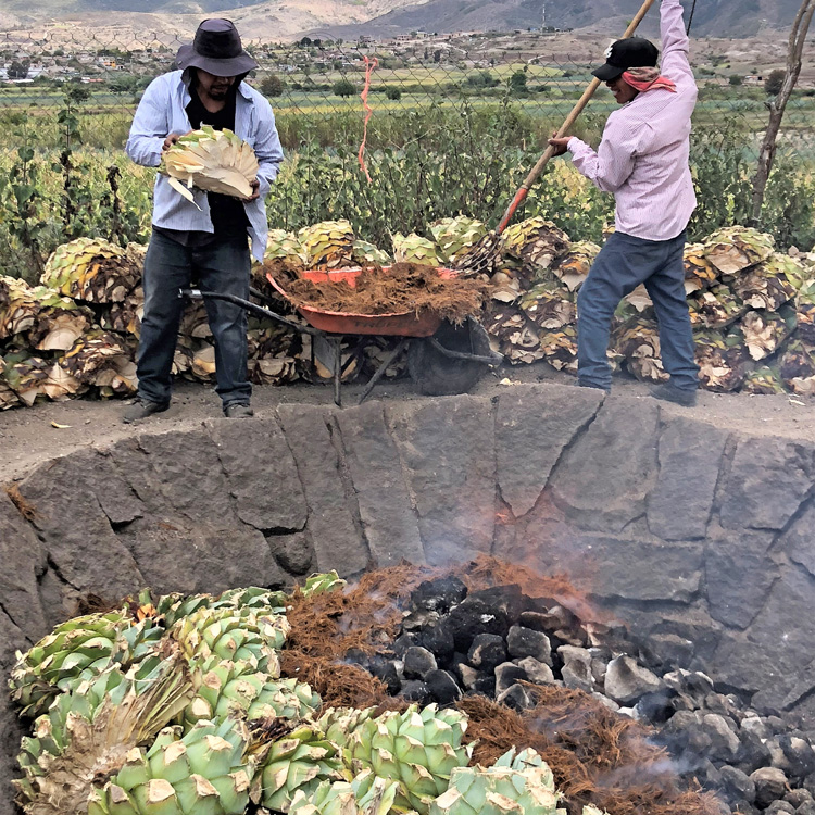 maguey loading pit